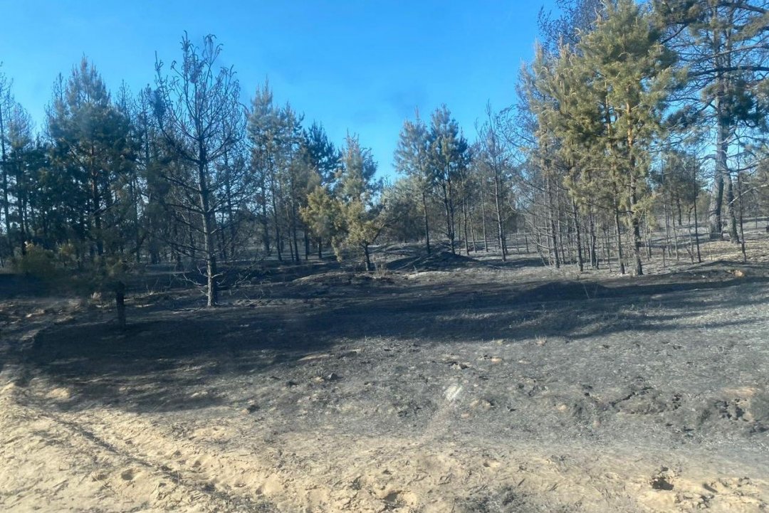 Лесной пожар в Тарасовском районе ликвидирован